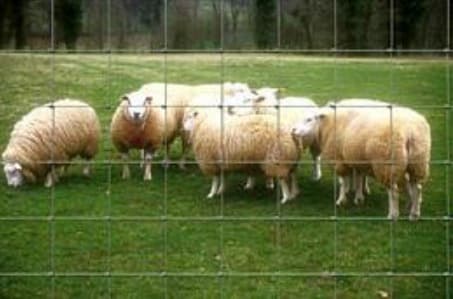 <h1>GRILLAGE NOUE AGRICOLE AGRICLOS</h1>
