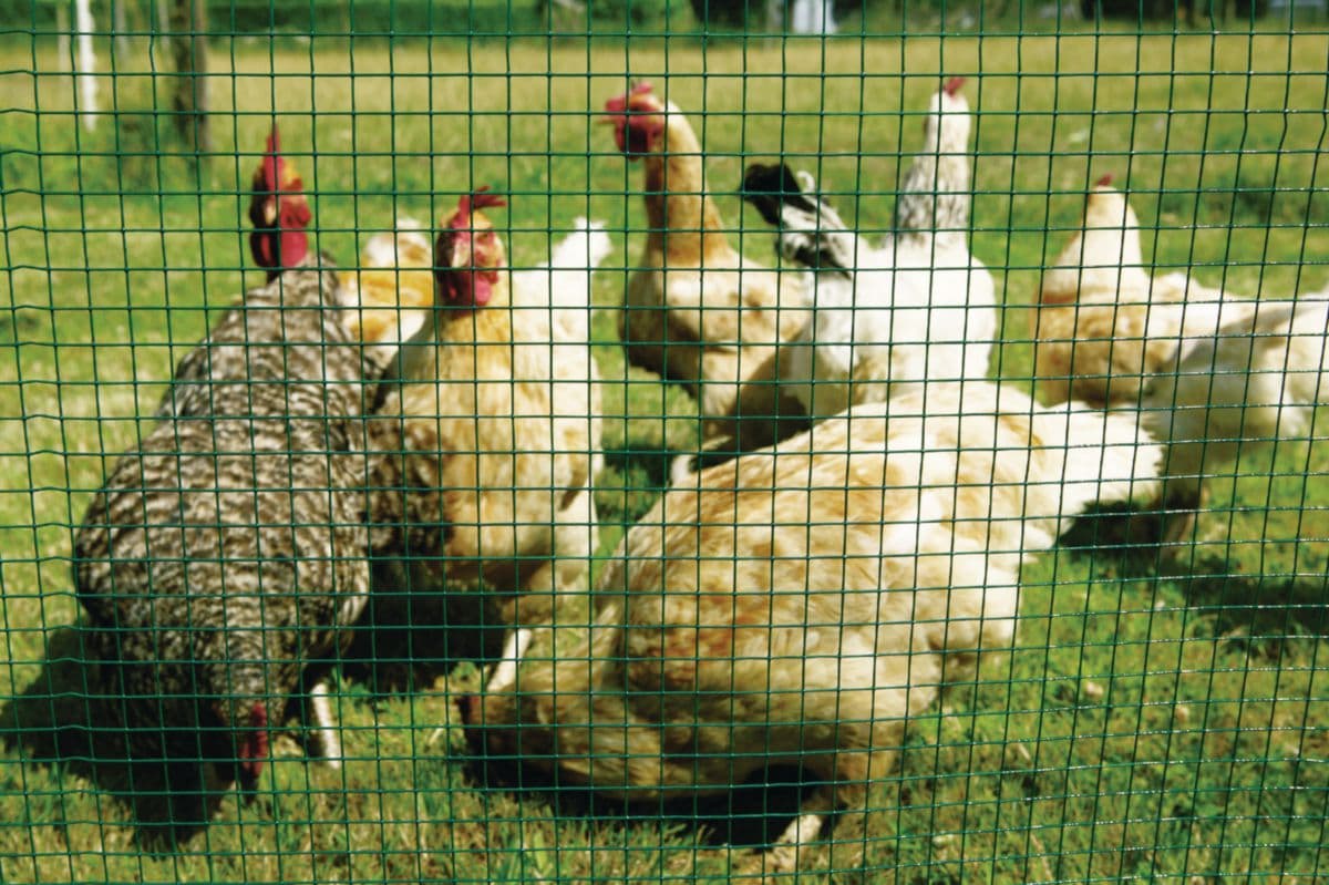 <h1>ARAVIS GRILLAGE AGRICOLE</h1>
